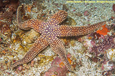 sea star